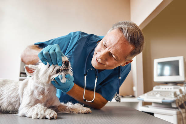 Fast & Reliable Emergency Dental Services in WY